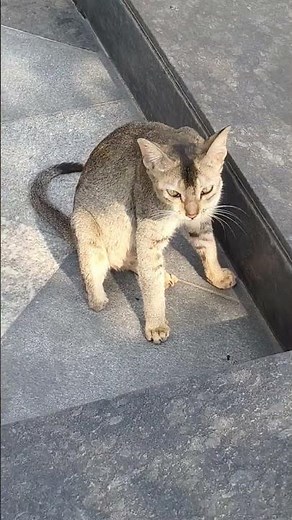 Meow Meow - Sad Song 😢 | Sad Cat Song |😿 Cute Cat | ​ #cat​ #cats​ #catlover