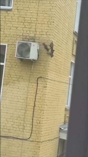 Squirrels Crawl All Over a Building Wall