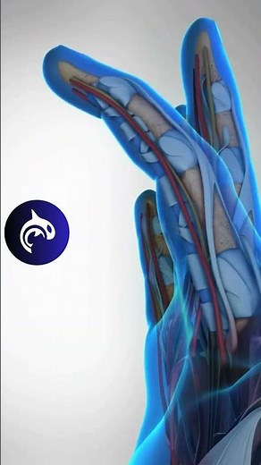 Index Finger Motion #anatomy