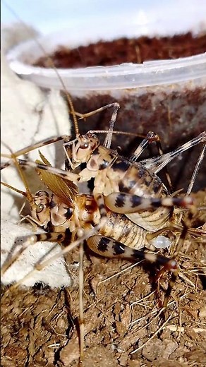 African Cave Crickets mating #insects #сверчки Phaeophilacris bredoides