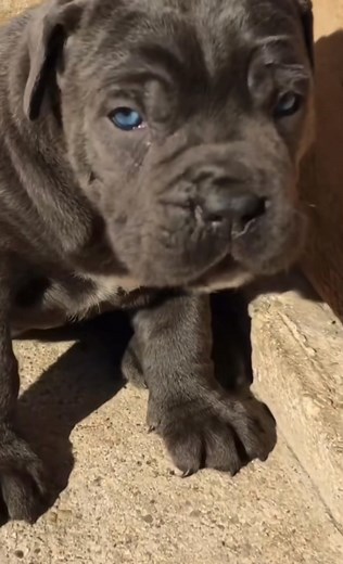 We’re delighted to announce that our beautiful Cane Corso puppies are now ready for adoption! Each puppy has been carefully raised in a loving environment, well socialized, and full of that charming Cane Corso personality everyone adores. 💛 They’re: ✅ Vet checked & up to date on vaccinations ✅ Healthy, happy, and well socialized ✅ Started on potty training ✅ Excellent temperament — great with children and other pets. 📩 Send us a message to learn more or to reserve your puppy today — they’re re