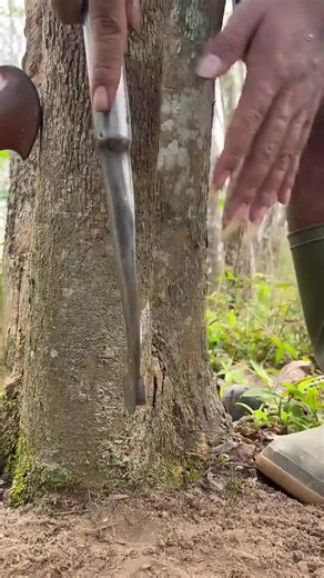 Harvesting rare sap abandoned Wild Trees #rubberwood #oddlysatisfying #bushcraftsurvival