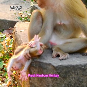MG... Luna try push her newborn till baby cry loudly, Fresh Newborn Monkey 4343 | Fresh Newborn Monkey