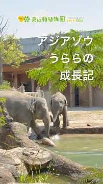 【東山動植物園公式】アジアゾウの赤ちゃん成長記（53）プールに入れるといいね《 アジアゾウ ゾウ 》#shorts