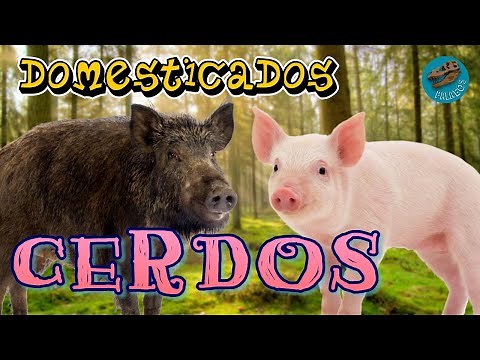 Domesticados: CERDOS (¿Dónde y cuándo se domesticaron estos animales?)
