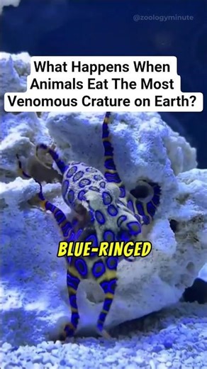 Can Anything Eat the World’s Most Venomous Animal? The Blue-ringed Octopus