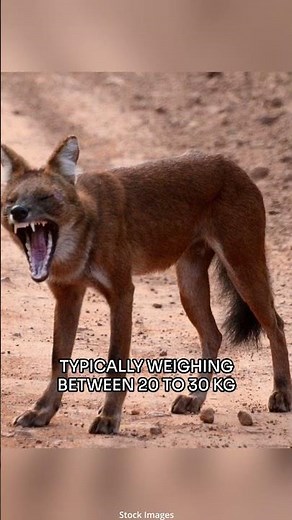 Dhole | The Fascinating pack hunters of the Asian Forest