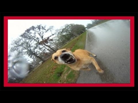 Dog Repellent Deterrent - A Sound Defense