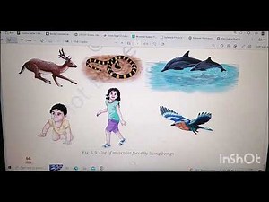 Class-8 Science Exploring forces Explained easy