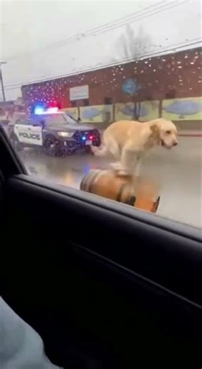 🤣 GTA 6 gameplay footage leaked? Dog speeding on a unicycle! Police are in a panic!