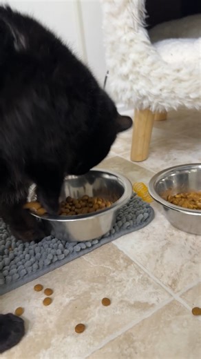 Introducing Merlin's favorite way to enjoy dry food 🤭 #cats #catlover #cutecat #bcrmagic #blindcat #funny #trending #fiv #felv #rescue #catpeople #nonprofit | Blind Cat Rescue and Sanctuary, Inc.