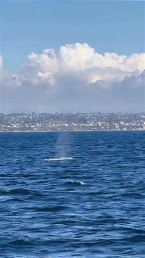 Incredible week for whale watching! 🐋 ✨ We’ve had some beautiful gray whale encounters. ❤️