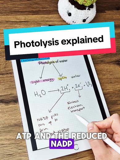 Photolysis Explained for A-Level Biology Students