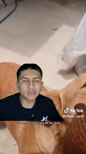 El perro más mexicano: curiosidades del perro amarillo