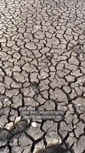 While people in NSW are drenched by heavy rainfall, it’s a different story in South Australia and parts of Victoria experiencing intensifying drought. This is the South Aussie with Cosi hobby farm, just 50 minutes from the heart of Adelaide where it is “very, very, very, very dry”. In a world made warmer by climate pollution, fuelled by burning coal, oil and gas, drought across South Australia and western Victoria could be a prelude to a drier, scarcer future. #SAdrought | The Climate Council
