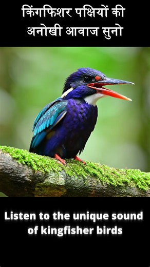 Listen to the unique sound of kingfisher birds #birds #nature #wildlife