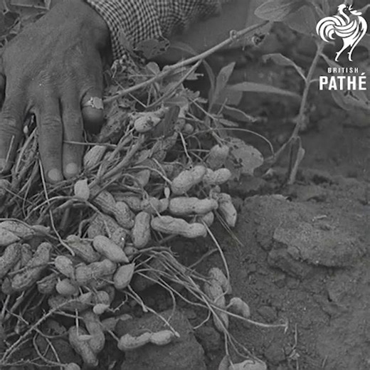 40K views · 454 reactions | How peanuts heralded the end of British colonialism. | British Pathé | Facebook