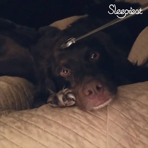 1.3K views · 83 reactions | Nothing like a good head massage to send you to sleep.  | Sleepiest | Facebook