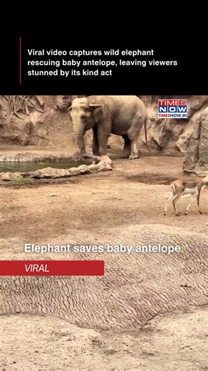176K views · 1.2K reactions | A viral video shows a wild elephant rescuing a drowning baby antelope, surprising viewers with its rare act of kindness. The heartwarming moment has quickly gained attention on social media, with many praising the elephant’s unexpected compassion. | TIMES NOW | Facebook