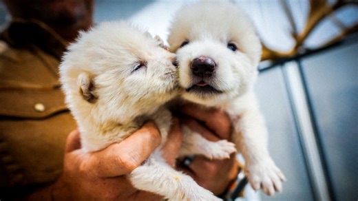 U.S. tech company’s revival of extinct dire wolves raises ethical questions