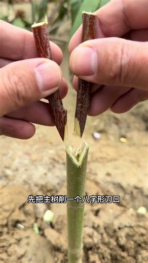 八字形嫁接法 #嫁接高手 #嫁接原理介紹