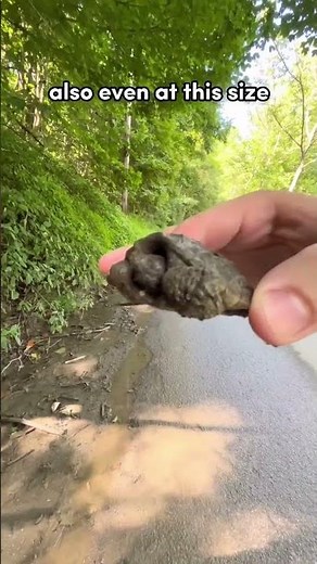 Moving a baby SNAPPING TURTLE 🐢