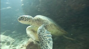 We are proposing to designate new areas of critical habitat and modify existing critical habitat for endangered and threatened green sea turtles off several U.S. coastlines. 🐢 At the same time, US Fish and Wildlife Service is proposing to designate terrestrial critical habitat for green sea turtles. We are jointly hosting virtual and in-person public hearings to receive comments on these proposed designations. Historically, green turtles were exploited for their fat, meat and eggs, causing glob