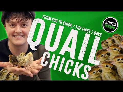 Quail Chicks Day 1–7: Mistakes to Avoid!