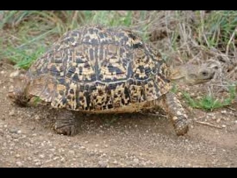 Leopard Tortoise (Stigmochelys Pardalis) eating flowers