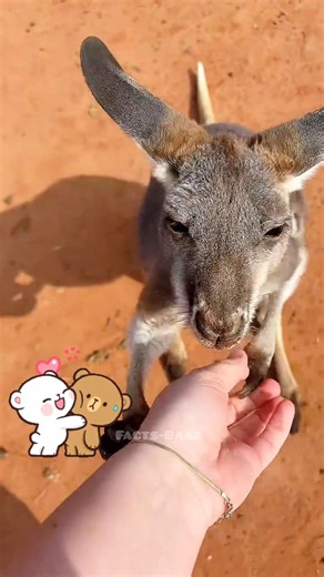 Baby Kangaroo Got Lost… Then This Happened 🦘🥺