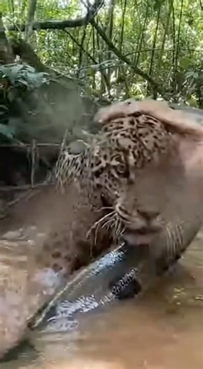 El jaguar cometió un error y la anaconda lo aprovechó 😱🐍🐆