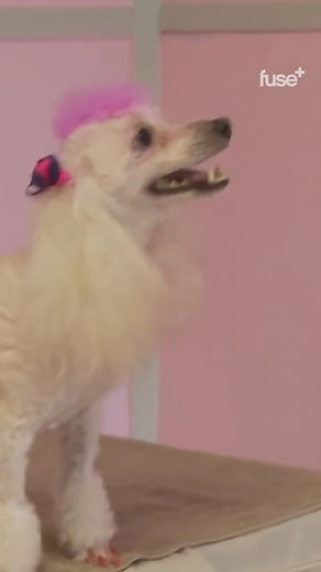 Dog moms always understand the assignment 🐶💅🏾 🎬 Big Freedia Queen of Bounce on fuse #bigfreedia | Fuse