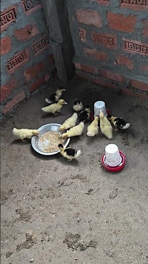 Ducklings Feeding Time Update 🐥 | Cute Baby Ducks Eating Feed! #Ducklings #FeedingTime #DuckFarming