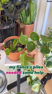 🌿THIS PLANT NEEDED HELP | Follow for plant content 🌿This pilea Peperomiodes was once a pup on my huge pilea and I separated it to give to my fiancé! Now this pup has grown and has 5 pups of its own 🥹This pilea has grown really well in my fiancé’s care, but the one thing it needed was some support!Since this pilea isn’t very tall yet, I use a chopstick to stake it up, but any other support works too!Consider this one of the easiest plant care tasks I’ve done in a while 😂 What plant chores are