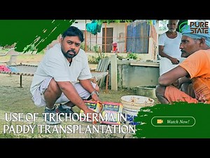 Use of Trichoderma in Paddy Plantation | Benefits, Application & Results