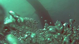 3.3K views · 150 reactions | The majestic whaleshark has been sighted by our divers in the waters off Chale Island! | Diving the Crab, Diani Beach Kenya | Facebook