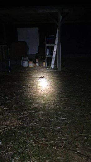 guaranteed a visitor every night in my back yard. last night it was a adult pademelon and tonight its a eastern barred bandicoot #wildlife #bandicoot #cute #animals