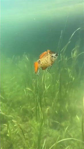 The most versatile swimbait on the market
