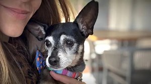 DNA test reveals shocking surprise about family’s new pet