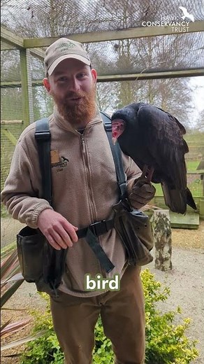 Did you know this about Turkey Vultures?