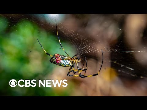 East Coast braces for surge of invasive flying spiders