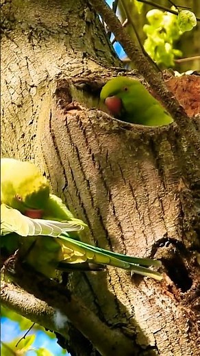Inside This Giant Tree Lives a Pair of Indian Ringnecks, [part 1]
