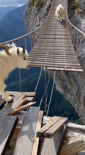 One Step of baby goat… and the Bridge Collapsed 💔