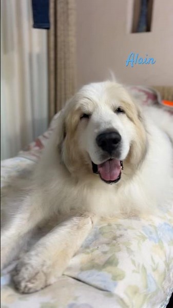 Alain アラン #greatpyrenees #todaysrunrun #グレートピレニーズ #今日のルンルン