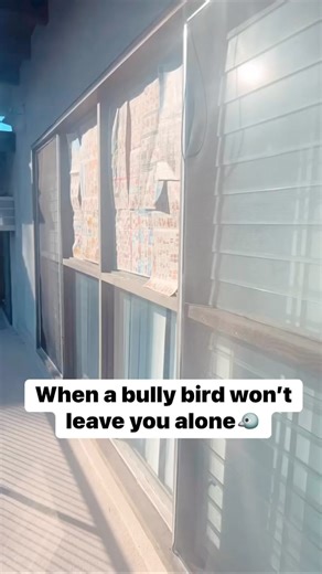 23 reactions · 16 comments | How do you get a bird to stop tapping on your window?‍⬛勞 #funnyreelsviral #funnyreelsvideo #explorereels #reelsoftheday | Mimi B | Facebook