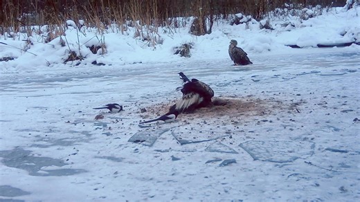 🦅Orzeł przedni (Aquila chrysaetos) jest w Polsce skrajnie nielicznym gatunkiem lęgowym (30-35 par). Przeważająca część krajowej populacji tego gatunku gniazduje w Karpatach i na Podkarpaciu a tylko dwie pary zasiedlają nizinną część kraju, na Pomorzu, w rejonie Słowińskiego Parku Narodowego 🦅W Kotlinie Biebrzańskiej jedna para orłów przednich gniazdowała do lat 80-tych ub. wieku w ówczesnym Rezerwacie Czerwone Bagno. Obecnie pojedyncze, nielęgowe orły przednie pojawiają się na naszym terenie w