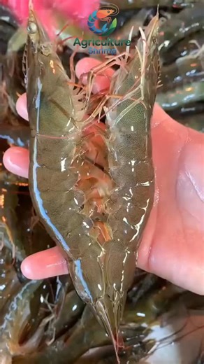 Agriculture Shrimp on Instagram: "Start your shrimp farming journey with Agriculture Shrimp 🦐🌱 With just 3 tanks, you can begin shrimp production even in a small space and turn it into a profitable business 💰 Our system is designed for freshwater and saltwater shrimp, giving you full flexibility to choose the best option for your reality 🌊💧 We provide: ✅ Proven tank systems ✅ Step-by-step training ✅ Access to trusted shrimp larvae suppliers ✅ Scalable production models Perfect for beginners