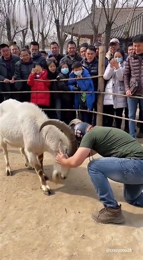 Goat fight with man #funny #animal #zoo #goat #funnyvideo
