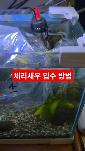 [꿀팁] 체리새우 절대 안 죽이는 입수 방법 3가지! 🦐✨ | How to Introduce Cherry Shrimp Without Stress: 3 Essential Steps