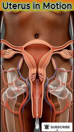 Inside the Female Body | Realistic Uterus Function in Motion (3D Animation)